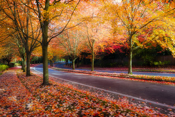 Maple Trees Lined Street during Fall Season
