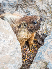 Marmot among the rocks