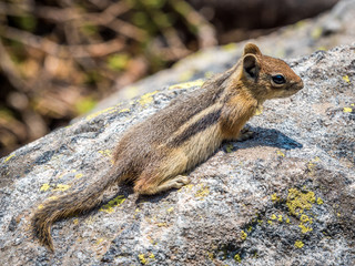 Stock photo of chipmunk