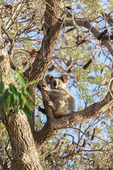 Koala sitting on a eucalyptus tree and looking at the camera