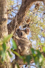 Koala sitting on a eucalyptus tree and looking at the camera