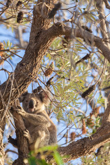 Koala sitting on a eucalyptus tree and looking at the camera