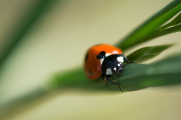 ladybug on leaf