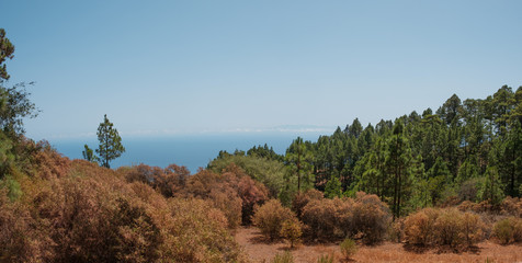 Colorful autumn forest landscape panorama,  blue sky copy space