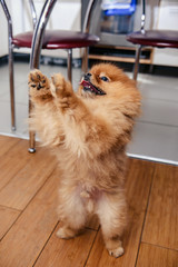 Red little dog stood up on his hind legs begging for a treat from the owner.