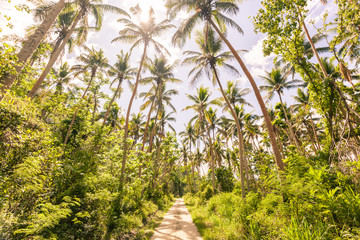 Looking up at coconut trees