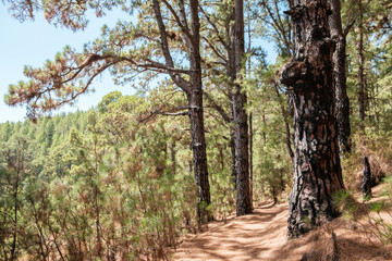 Fototapeta na wymiar huge pine trees in forest landscape, Esperanza forest, Tenerife