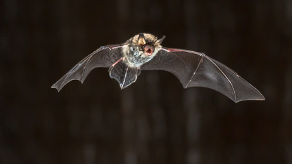 Flying Natterers bat at night