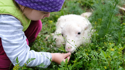 Child plays with a small sheep in the village. Girl feeds a white lamb grass