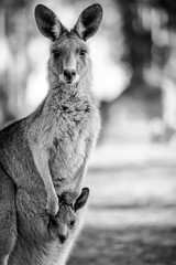 Kangaroo and joey posing in black and white