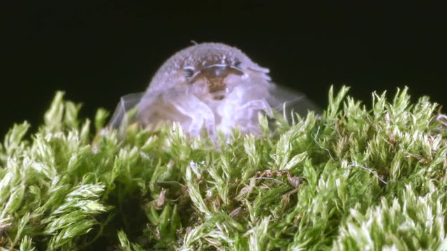 Close-up of a common rough woodlouse (Porcellio scaber) 