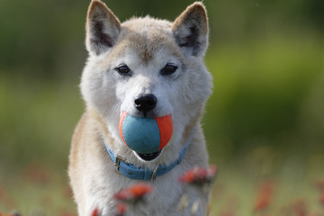 野原でボール遊びをする柴犬