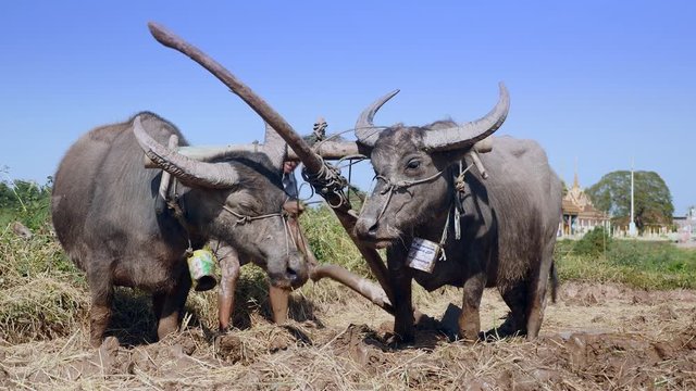 close up of a farmer ploughing paddy field with a couple of buffaloes