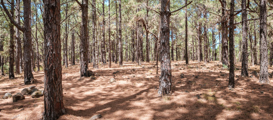 pine trees in forest landscape