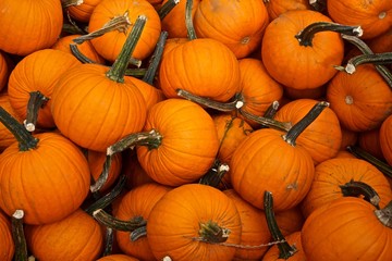 Delaware Water Gap, Pennsylvania, USA: A display of bright orange pumpkins for sale at a country farm stand in the Poconos Mountains.