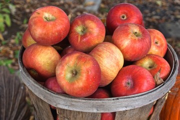 Delaware Water Gap, Pennsylvania, USA: A basket of apples for sale at a country farm stand in the Poconos Mountains.