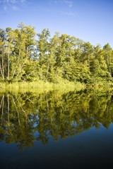 Fototapeta na wymiar Trees reflecting on the water 