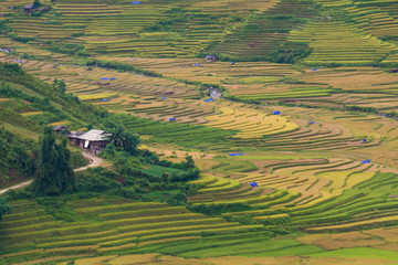 Mu Cang Chai terraces rice field in harvest season