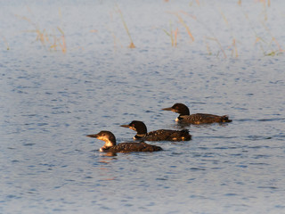 Three Common loons or great northern divers - Gavia immer - State Bird of Minnesota - swimming in a lake in Bemidji Minnesota.