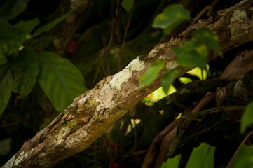 Trees