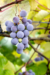 grapes on the vine