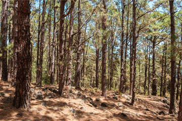pine trees in forest landscape