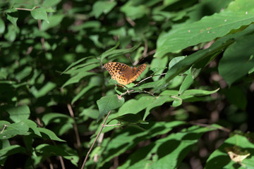 Great Spangled Fritillary