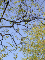 Green Leaves of a Tree Against Blue Sky