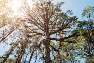 inside forest looking up tree trunk to blue sky