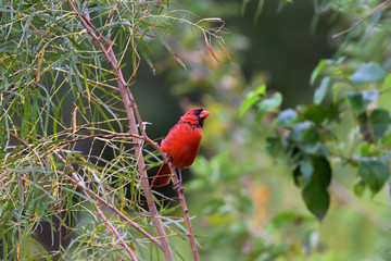 Northern Cardinal