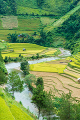 Mu Cang Chai terraces rice fields in harvest season