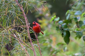 Northern Cardinal