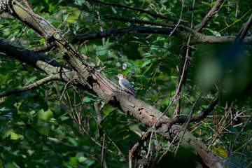 Obraz premium Red-Bellied Woodpecker