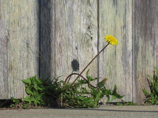 Dandelion weeds by the fence