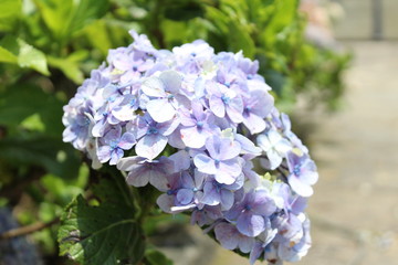 Hydrangea macrophylla