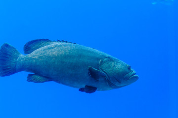 Photo of a grouper in a fish tank