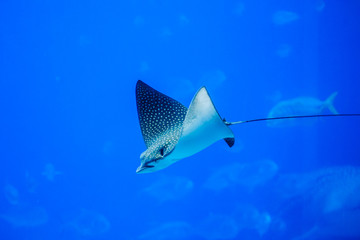 A photo of a ray fish