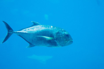 A photo of a fish in a aquarium