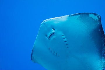 A photo of a ray fish © marls