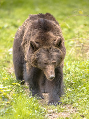European brown bear frontal view