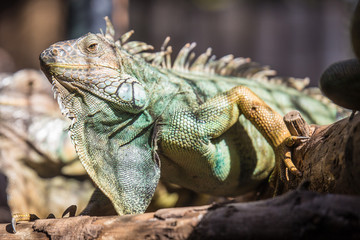 big Iguana