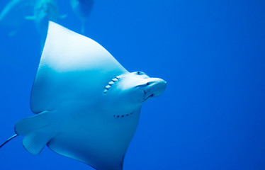A photo of a ray fish