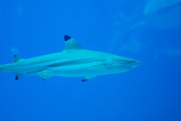 A photo of a blacktip shark in an aquarium