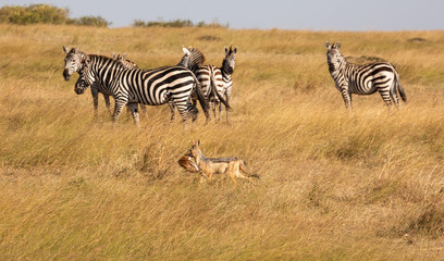 Fototapeta na wymiar Black-backed jackal, canis mesomelas, with part of a Thomsons gazelle in its mouth, runs by a group of zebra
