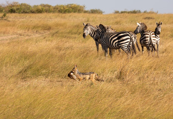 Obraz na płótnie Canvas Black-backed jackal, canis mesomelas, with part of a Thomsons gazelle in its mouth, runs by a group of zebra