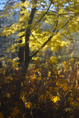 yellowed maple in the autumn forest