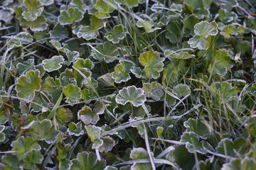  frost on the grass in the early morning