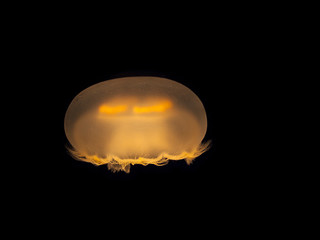 Fototapeta premium Medusa Jellyfish