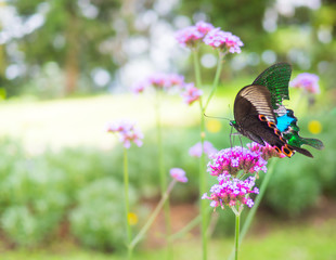 Beautiful butterfly on pink color flowers on morning