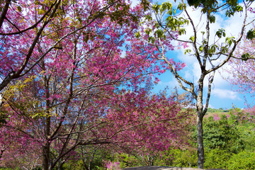 Cherry blossom flower or Sakura full bloom beautiful